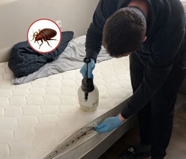 Technicien traitant un matelas contre les punaises de lit à Moisenay